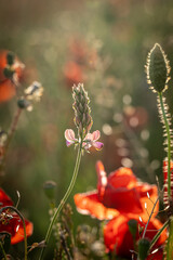 A pretty sainfoin flower in a meadow in Sussex, with defocused poppies behind and evening light