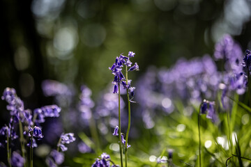 Pretty bluebells in the spring sunshine, with a shallow depth of field