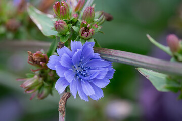 blue chicory flowers on a background of green grass
