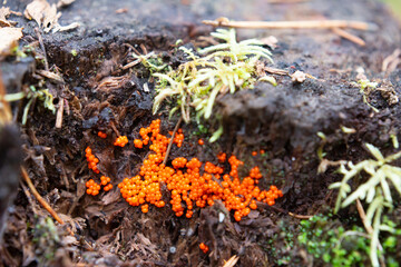 Trichia decipiens is a worldwide widespread slime mould species from the order Trichiida.Trichia decipiens plasmodium and sporangia on a tree trunk.