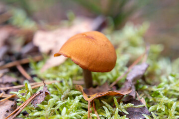 Galerina marginata is a deadly poisonous forest mushroom that appears in October.