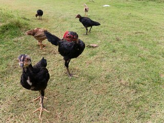 A flock of chicks roamed freely in the meadow.