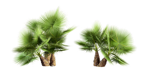 green palm isolated on white background