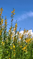 Obraz premium Yellow flowers against a bright blue sky, the epitome of beauty in nature. The flowers, in full bloom, are captured from a low angle, offering a unique perspective