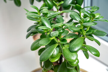 Succulent houseplant Crassula on the window sill against the background of window.