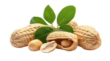 Raw groundnuts with shells and green foliage isolated set