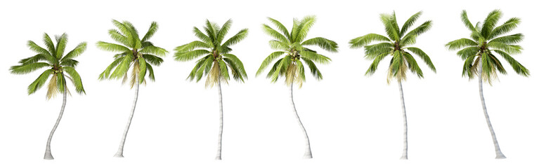 coconut tree, isolated on a transparent background
