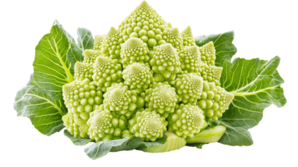 Unique romanesco broccoli isolated close up still life shot on transparent background