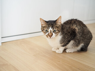 キッチンの床の上の猫