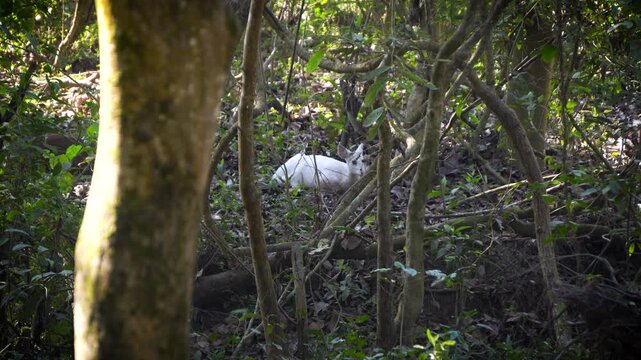 Rare Leucistic Hog Deer or white deer found at Kaziranga National Park