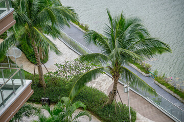 Top view of tropical embankment with coconut palm trees and pedestrian walkway by the water landscape design of modern resort hotel territory exotic garden for relaxation and leisure walks.