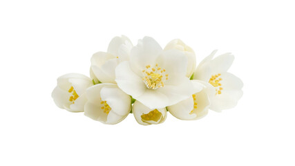 Jasmine flowers against Transparent Background