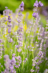 Fototapeta premium lavender flowers in the garden