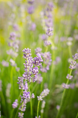 field of lavender flowers