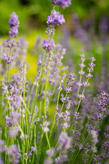 Obraz premium field of lavender flowers