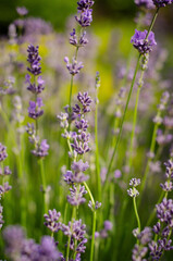 Obraz premium lavender flowers in the field