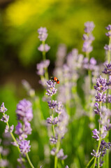 Obraz premium bee on a flower