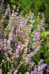 Naklejka premium purple flowers in the garden