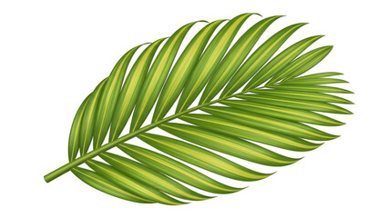 Green palm leaf isolated on transparent background