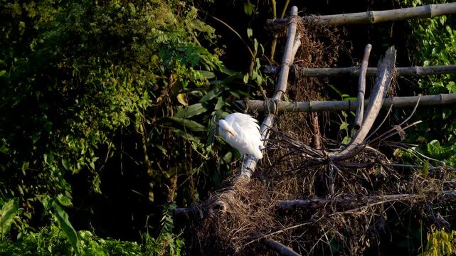 Shot of Cattle Egret or Bubulcus ibis in Assam 1