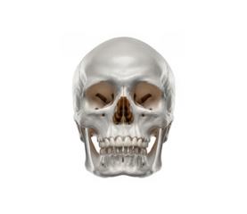 Human Skull bone skeleton isolated on a transparent background
