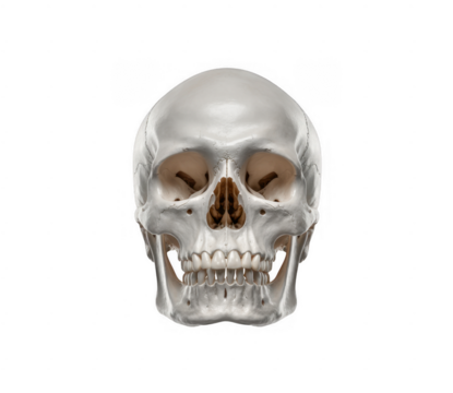 Human Skull bone skeleton isolated on a transparent background - Powered by Adobe