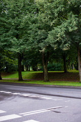 Fototapeta premium park, road, trees, nature, green, landscape, path, grass, forest, summer, tree, sky, spring, street, alley, way, countryside, asphalt, country, footpath, lane, travel, rural, walk, leaves