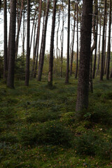 Obraz premium forest, tree, nature, wood, pine, green, landscape, autumn, trees, park, fog, path, summer, woods, foliage, woodland, light, leaf, sun, fall, season, spring, foggy, plant, trunk