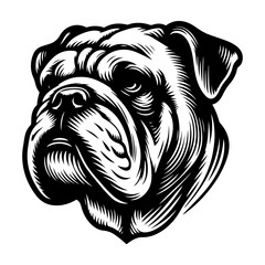 Serious English Bulldog dog head in black and white style