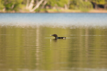 Common Loon on a lake in the Adirondacks of New York