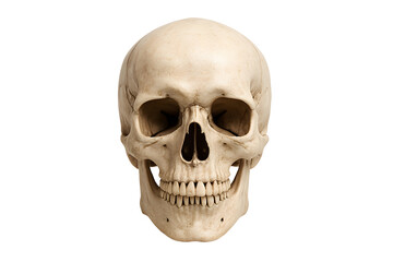 Fototapeta premium Human Skull Anatomy PNG