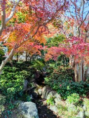 丈山苑、紅葉に囲まれた庭の渓流