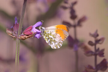Le Papillon l'aurore