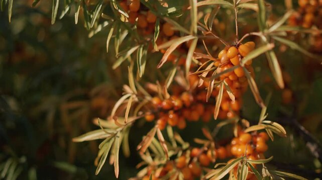 closeup sea buckthorn berries hand picking goldenhour warmth, tactile fingers selecting ripe orange clusters from slender leaves, soft shallow depthoffield, natural texture and rustic mood