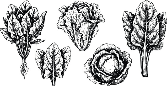 Detailed black and white illustrations of various leafy greens and vegetables