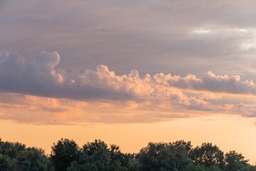 Sunset scene with pink and orange sky, darker clouds, tall silhouetted trees, calm water or field, tranquil, natural beauty a