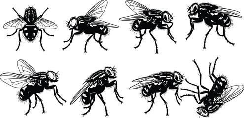 Black and white housefly insect vector set with different angles and poses in detailed hand drawn style © Sumona