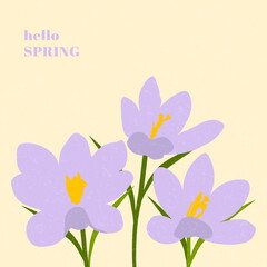 Hello Spring. Hand drawn card with crocuses for decoration spring times, Mothers Day, Easter. Spring poster with crocuses. Concept of trendy spring cover.
