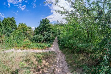 Fototapeta premium A clear, uneven dirt path leads through a verdant forest, flanked by green trees and a natural canopy Soft shadows suggest early morning or late afternoon lighting Earthy tones contrast with vibran