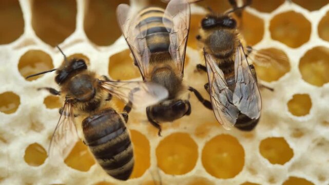 Bees build a queen cell for the development of the larva of the future queen bee. 