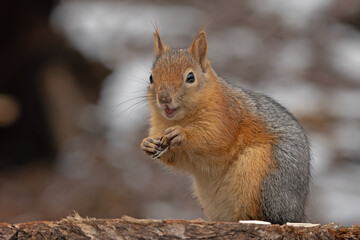 Obraz premium squirrel in the park