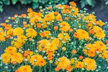 Obraz premium Close-up view of a naturalistic, outdoor sunflower bouquet with warm yellows and hints of orange or red Blurred background suggests garden bed No texts or visible human intervention