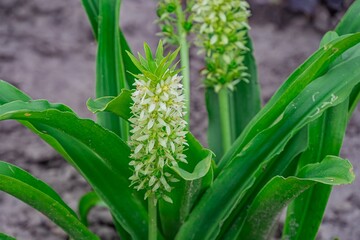 Obraz premium Close-up image of a plant with vibrant green leaves and a cluster of asymmetrical white flowers at the center Translucent stems contrast with solid leaf structures, set against a neutral soil backdr