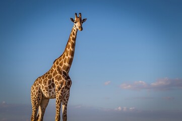 Obraz premium A tall giraffe standing against a clear blue sky with a few clouds on the horizon