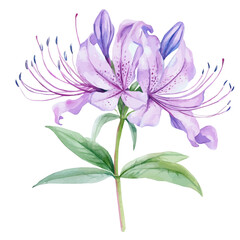 Naklejka premium Watercolor design, with minimal yet artistic elements for creative designs. hand-drawn paint, A beautiful painting of spider_flower set, EPS format, isolated on a white background