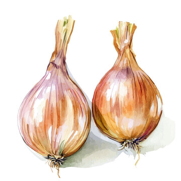 Watercolor design, with minimal yet artistic elements for creative designs. hand-drawn paint, A beautiful painting of shallot set, EPS format, isolated on a white background
