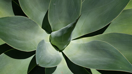Nahaufnahme einer Drachenbaum Agave (Agave attenuata)