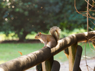 Autumn at Parco Sempione, Milan: a squirrel