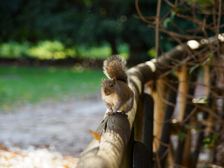 Autumn at Parco Sempione, Milan: a squirrel
