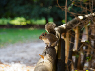 Autumn at Parco Sempione, Milan: a squirrel